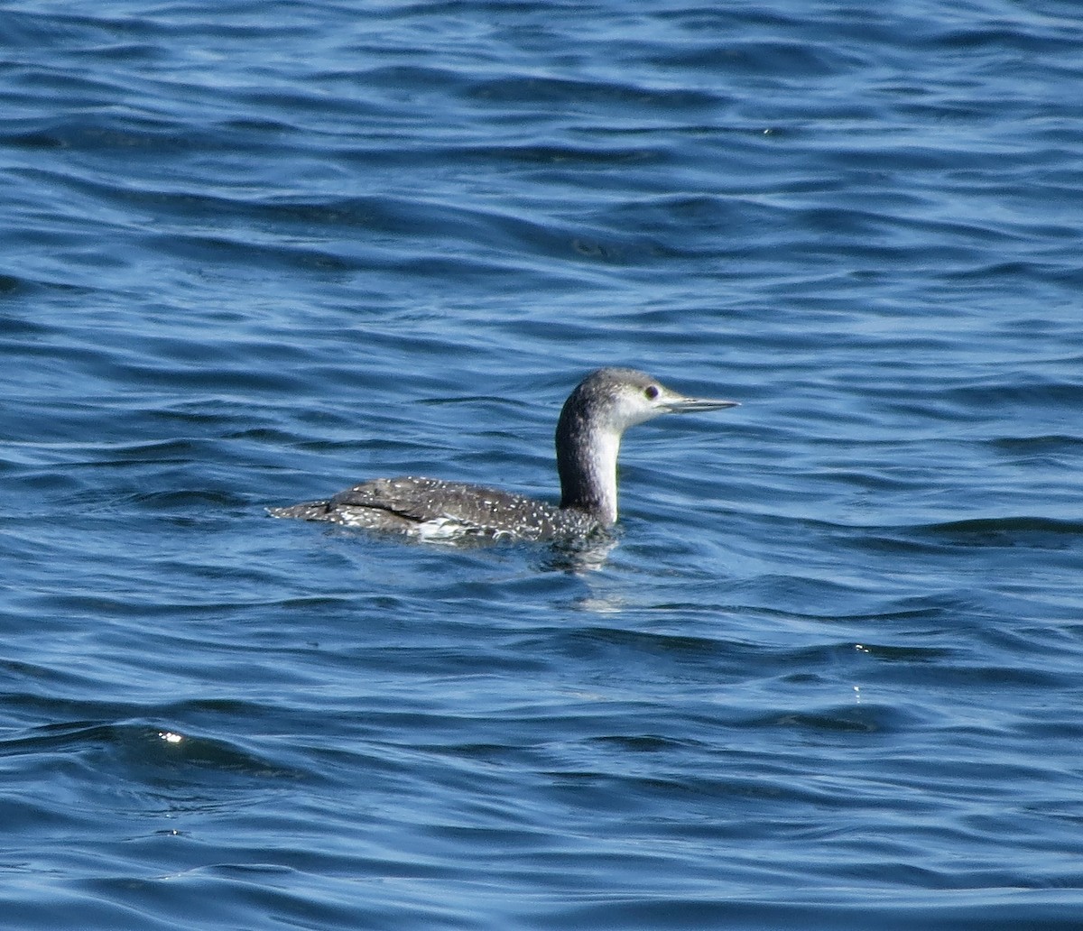 Red-throated Loon - ML619777717