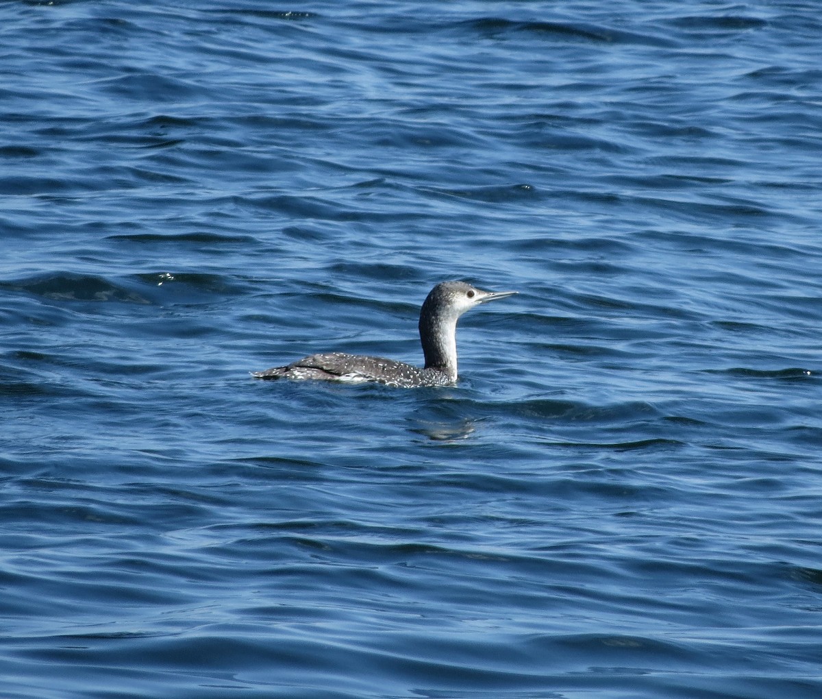 Red-throated Loon - ML619777718