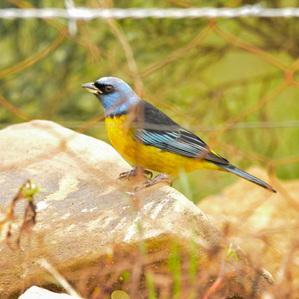 Blue-and-yellow Tanager - ML619777724