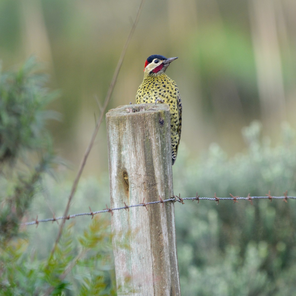Green-barred Woodpecker - ML619777796