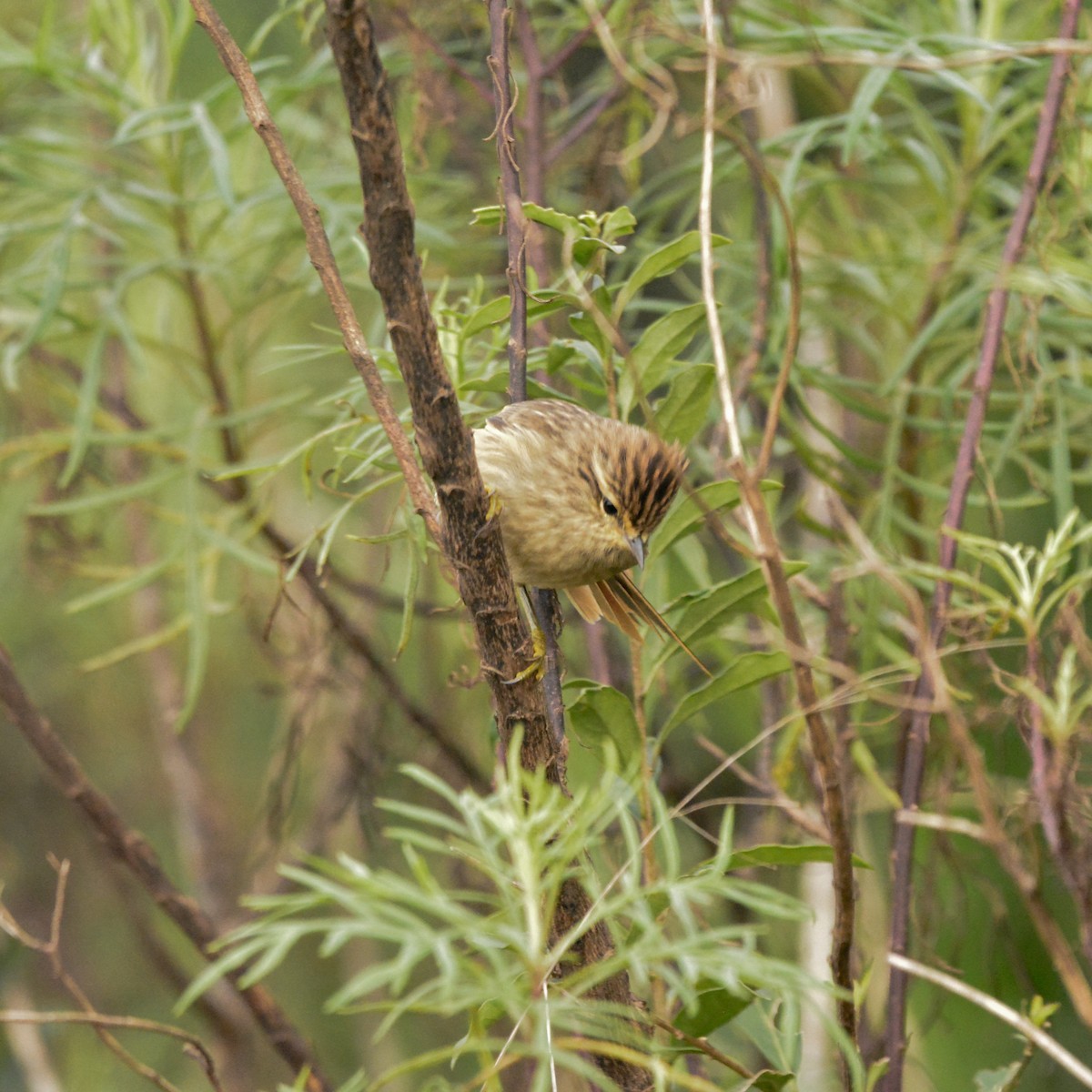 Striolated Tit-Spinetail - ML619777818