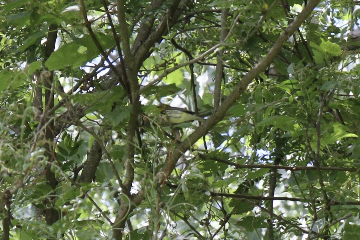 Black-throated Green Warbler - ML619777872