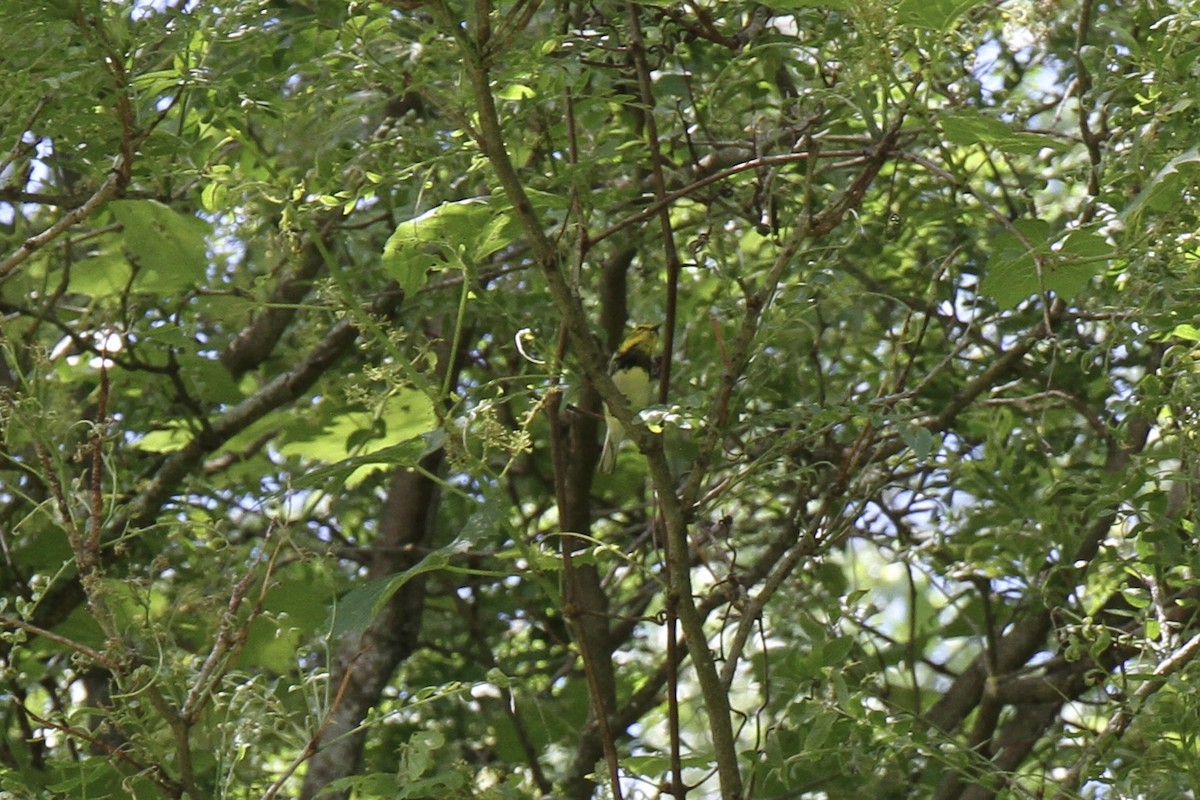 Black-throated Green Warbler - ML619777884