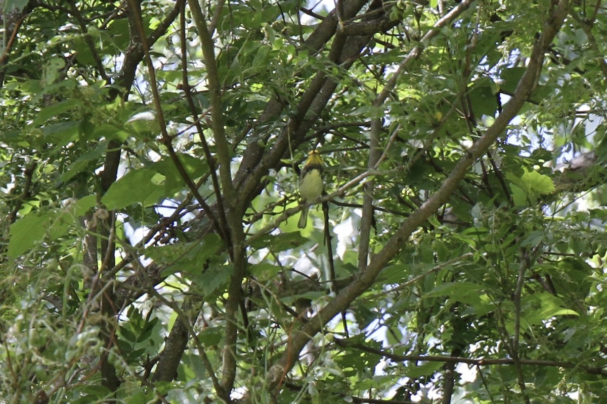 Black-throated Green Warbler - ML619777891