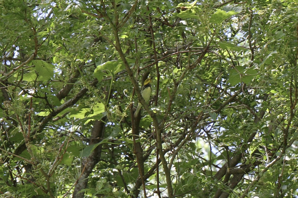 Black-throated Green Warbler - ML619777895