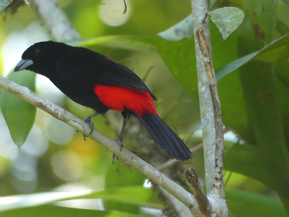 Scarlet-rumped Tanager - ML619777912