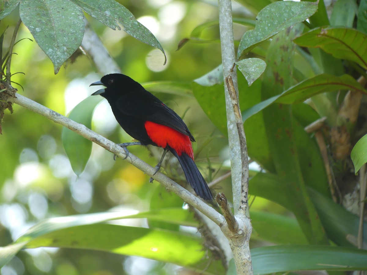 Scarlet-rumped Tanager - ML619777913