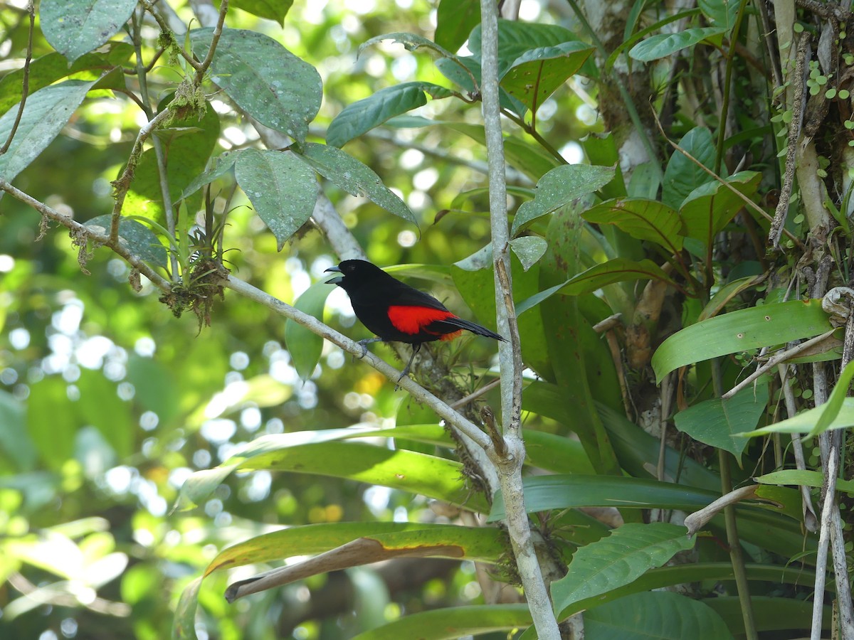 Scarlet-rumped Tanager - ML619777914