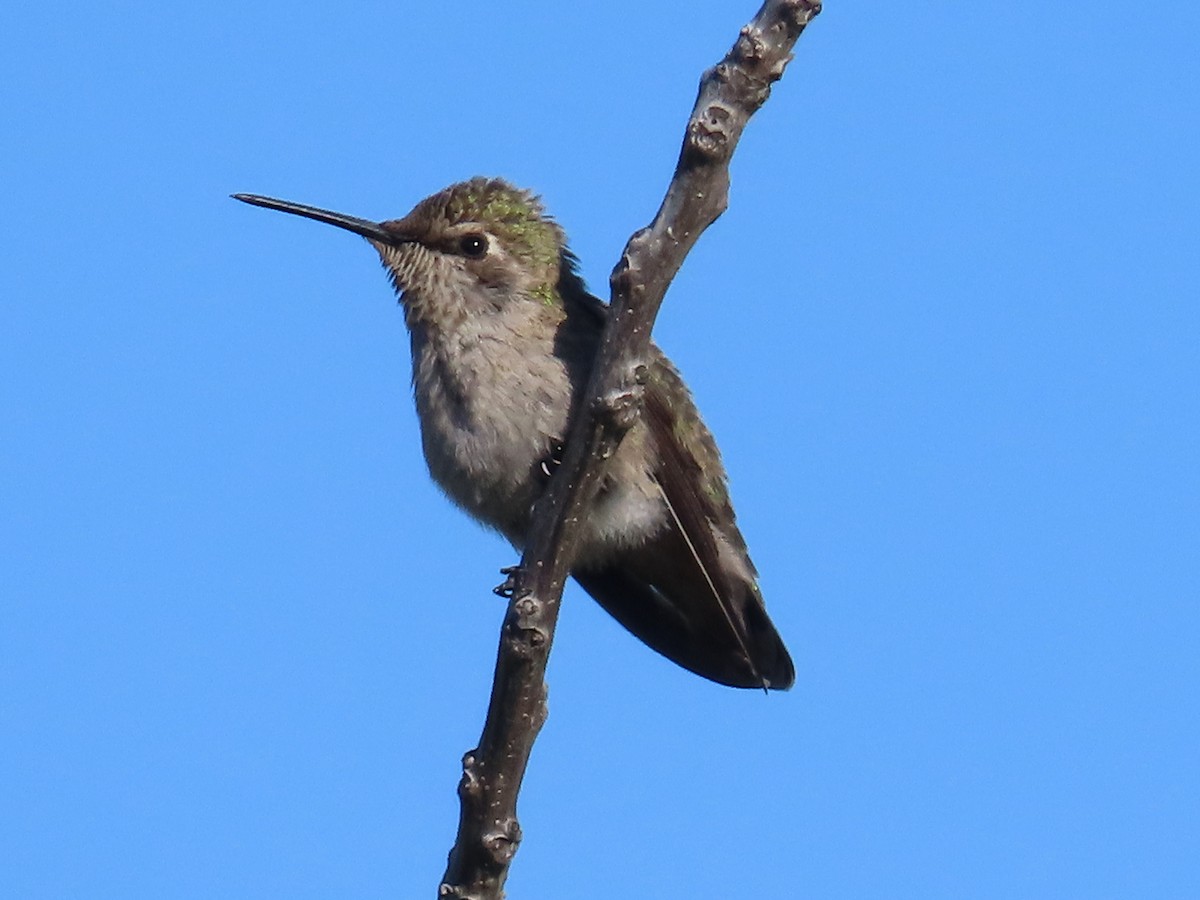 Anna's Hummingbird - ML619777916
