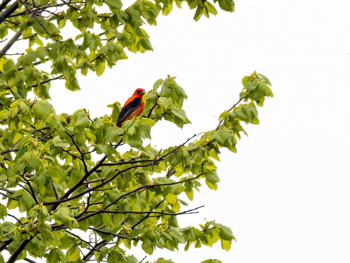 Scarlet Tanager - ML619777963