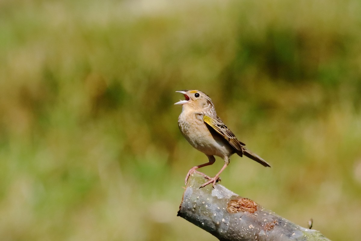 Grasshopper Sparrow - ML619777998