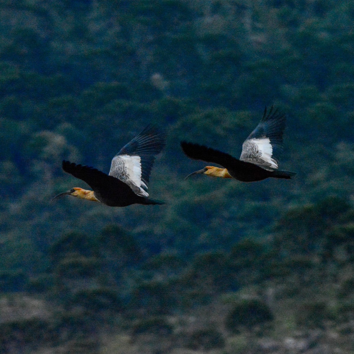 ibis bělokřídlý - ML619778040