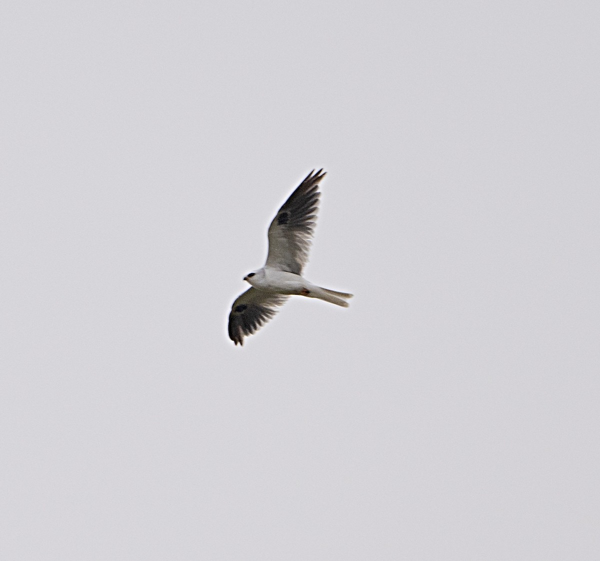 White-tailed Kite - ML619778149