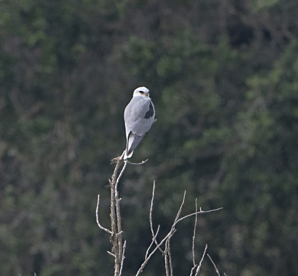 White-tailed Kite - ML619778150
