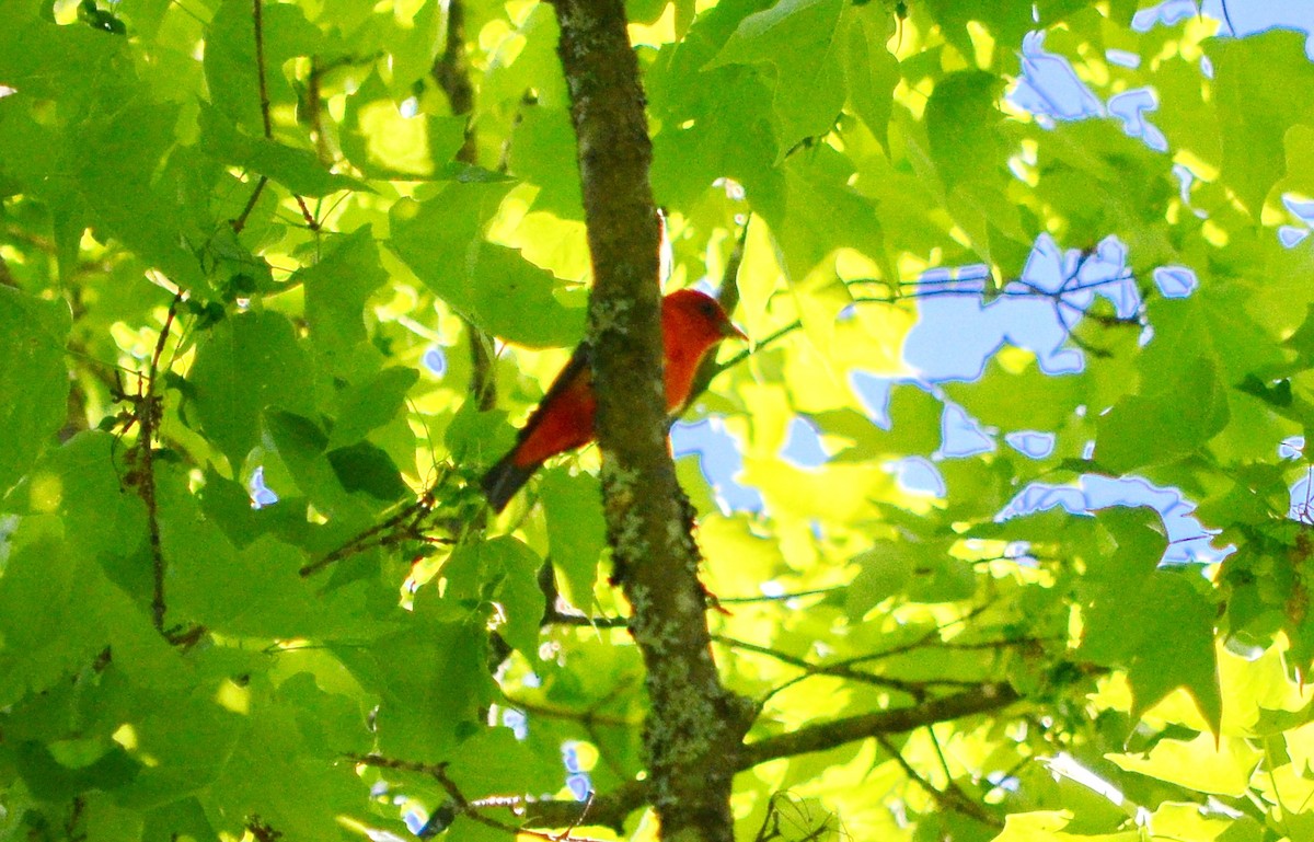 Scarlet Tanager - ML619778161
