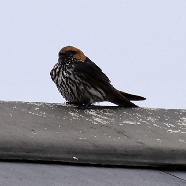 Lesser Striped Swallow - ML619778167