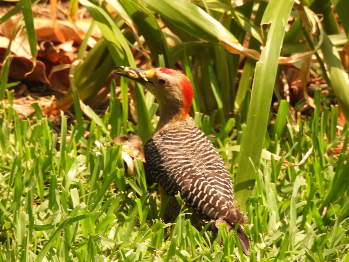 Golden-fronted Woodpecker - ML619778237