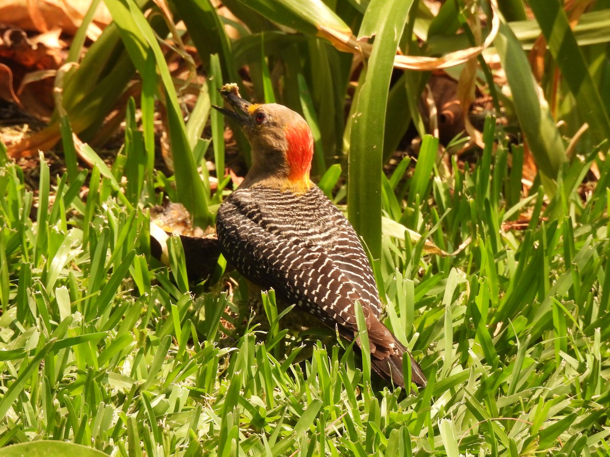 Golden-fronted Woodpecker - ML619778238