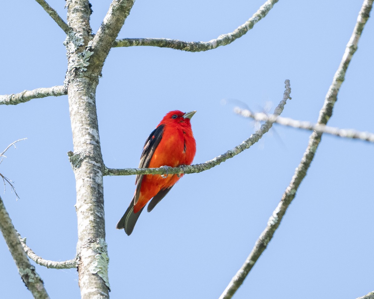 Scarlet Tanager - ML619778244