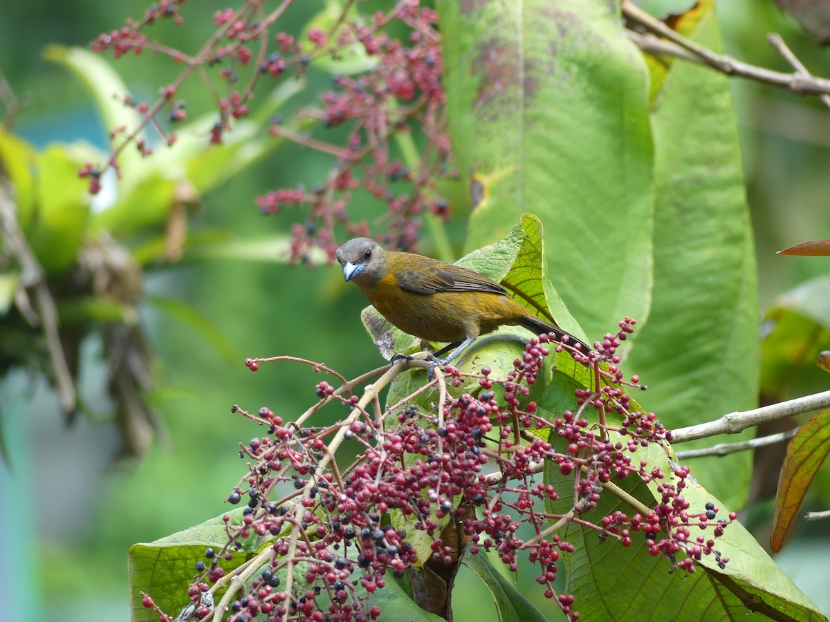 Scarlet-rumped Tanager - ML619778300