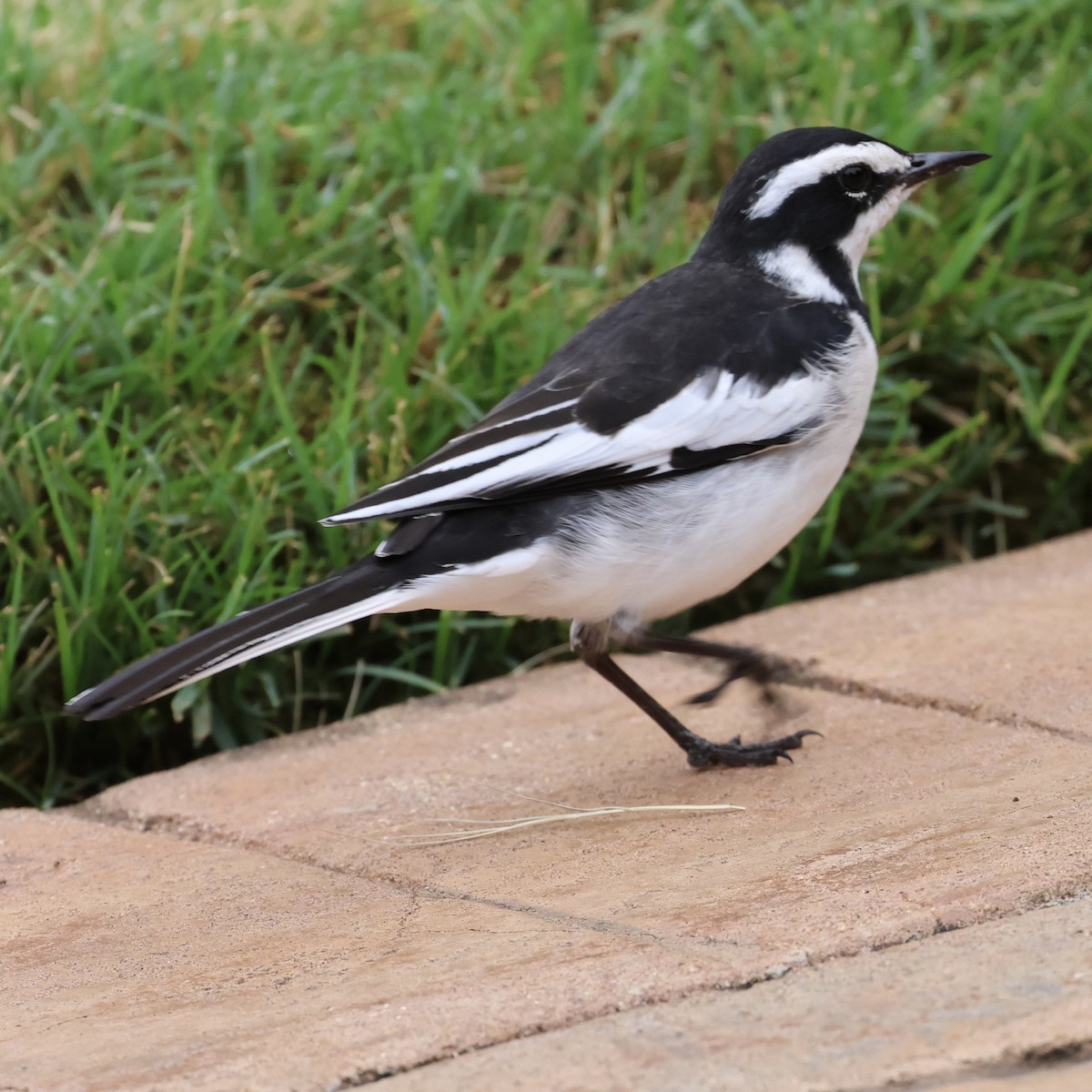 African Pied Wagtail - ML619778301