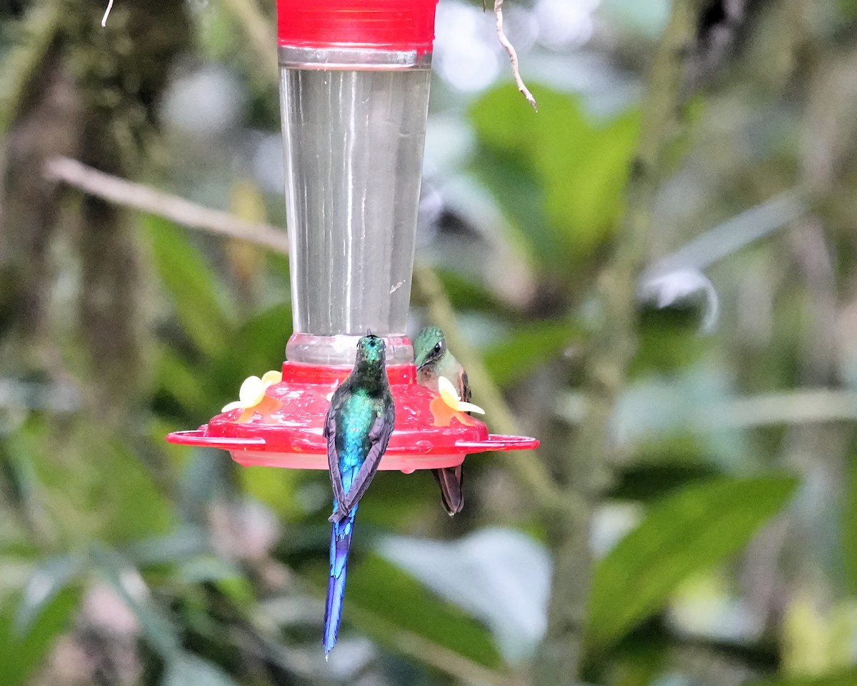 Violet-tailed Sylph - ML619778352