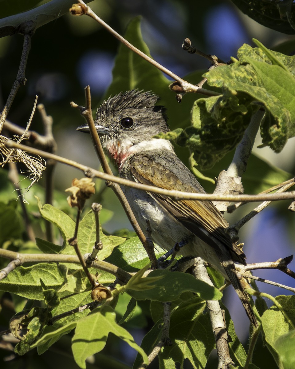 Rose-throated Becard - ML619778366