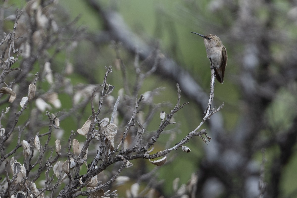 Black-chinned Hummingbird - ML619778393