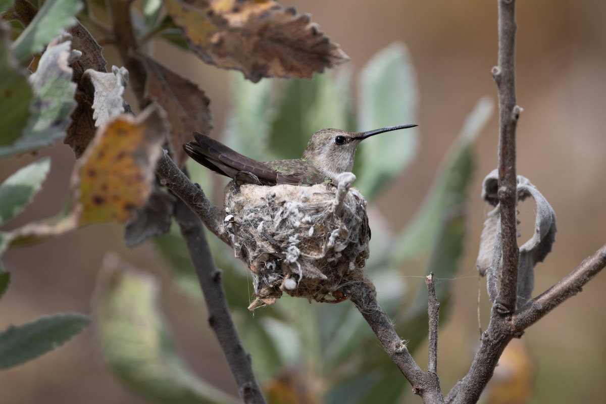 Black-chinned Hummingbird - ML619778395