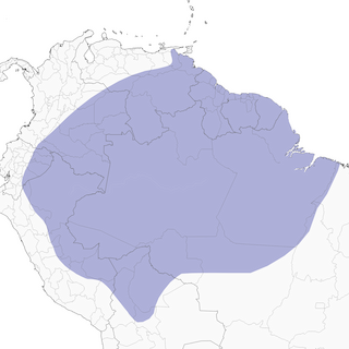 Distribution of the Epaulet Oriole - Range Map