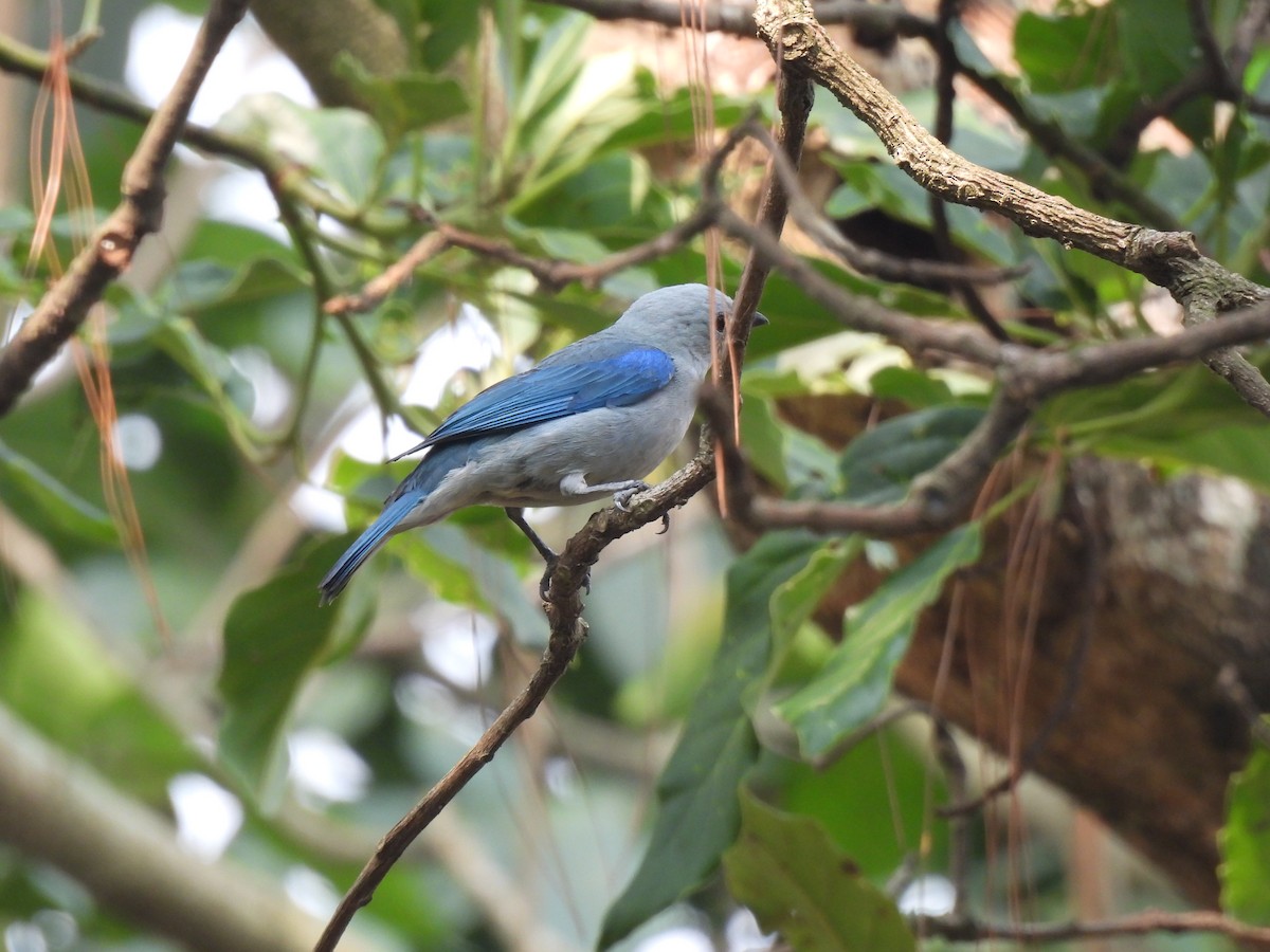 Blue-gray Tanager - ML619778443