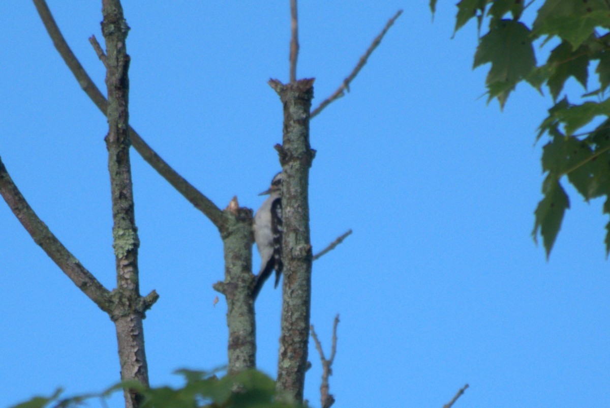 Hairy Woodpecker (Eastern) - ML619778445