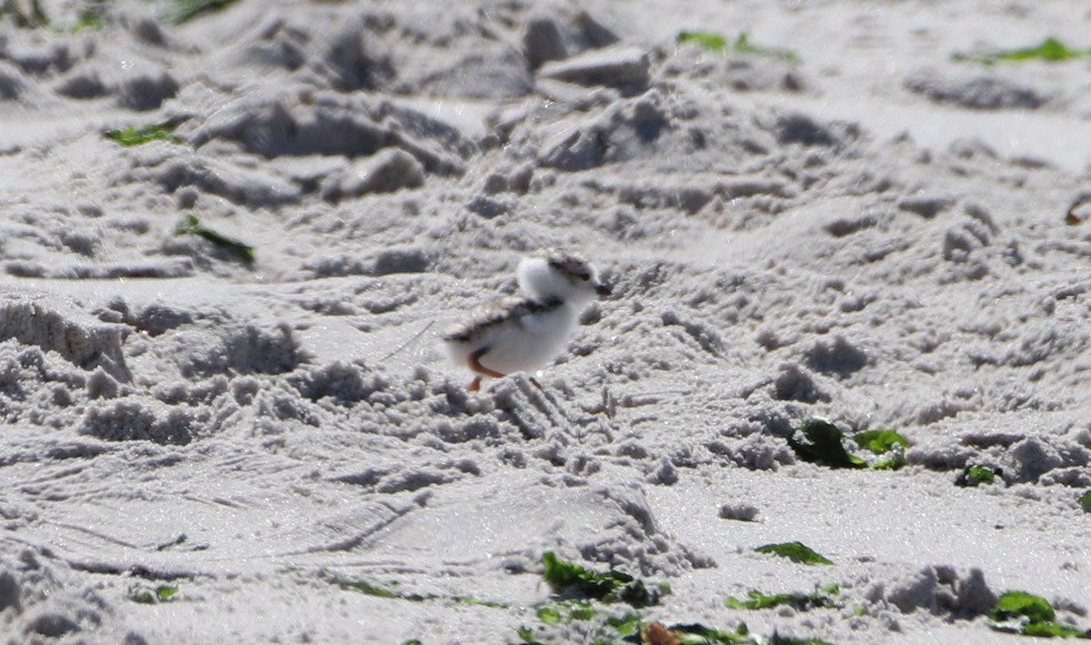 Piping Plover - ML619778557