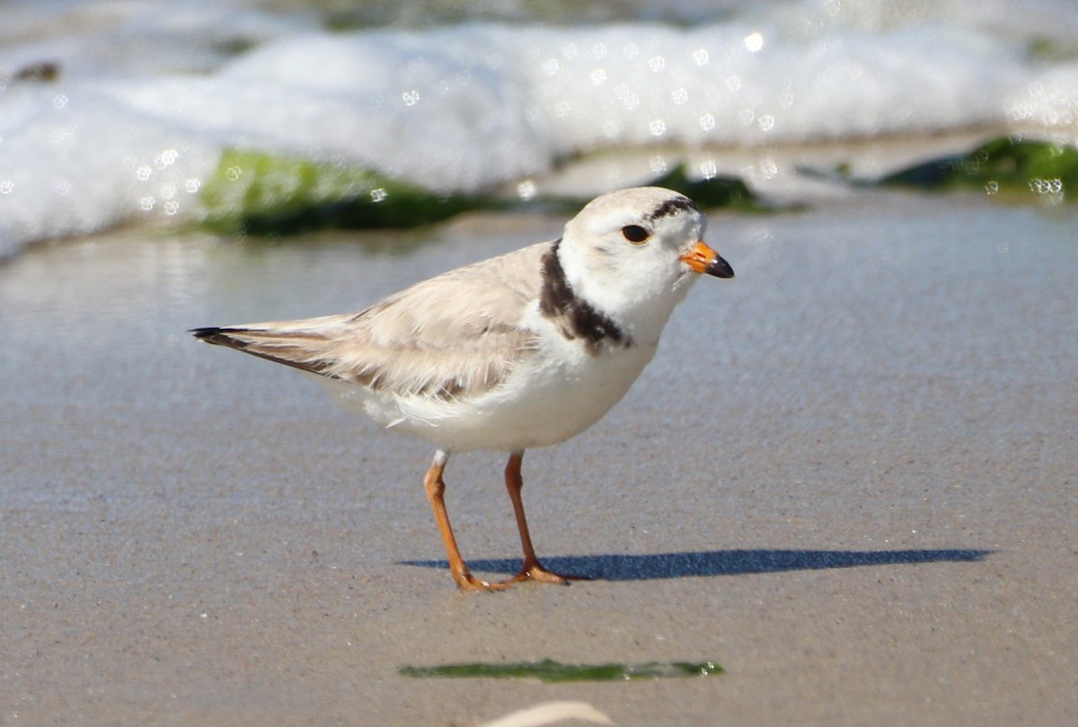 Piping Plover - ML619778583