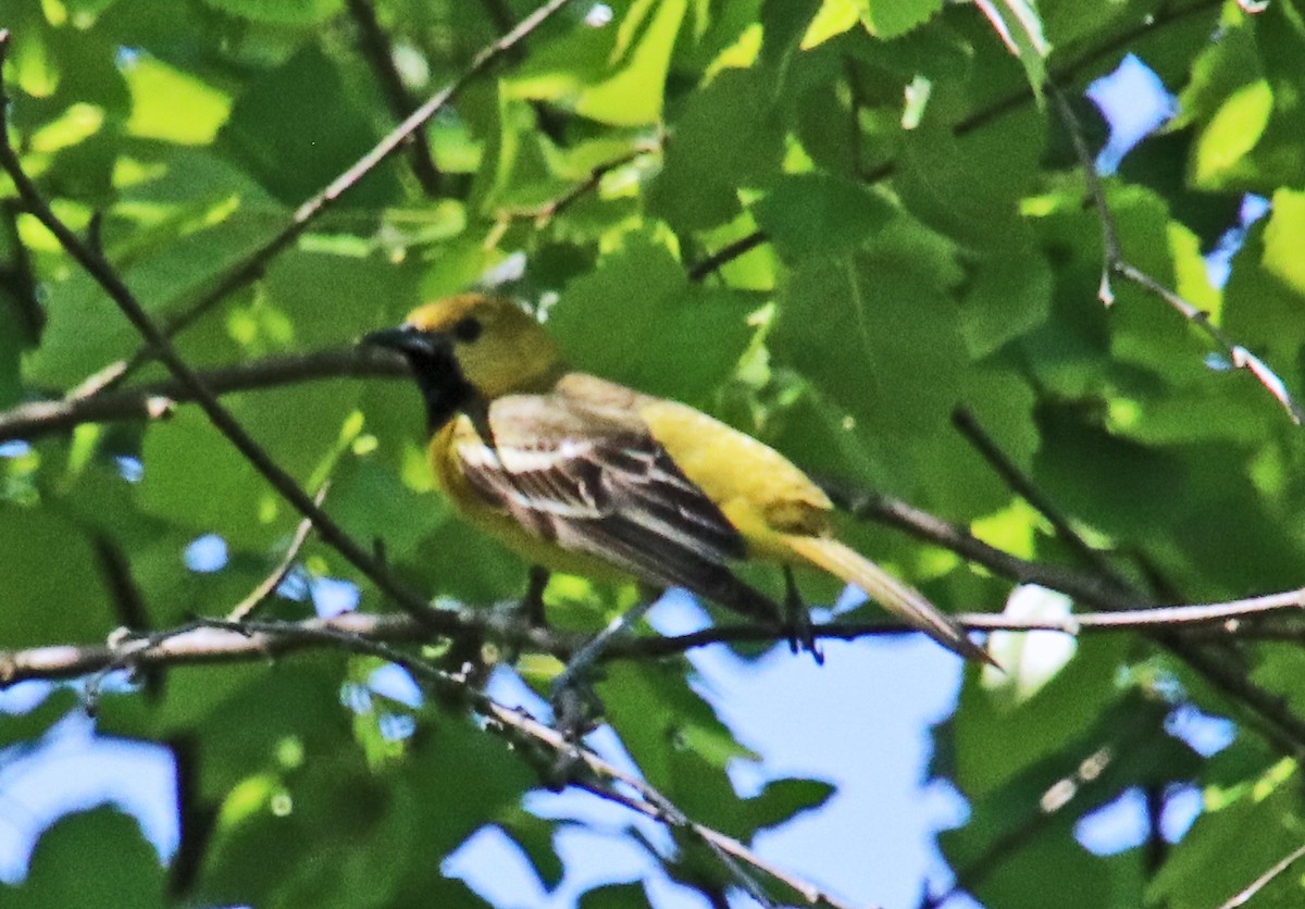 Orchard Oriole - ML619778614