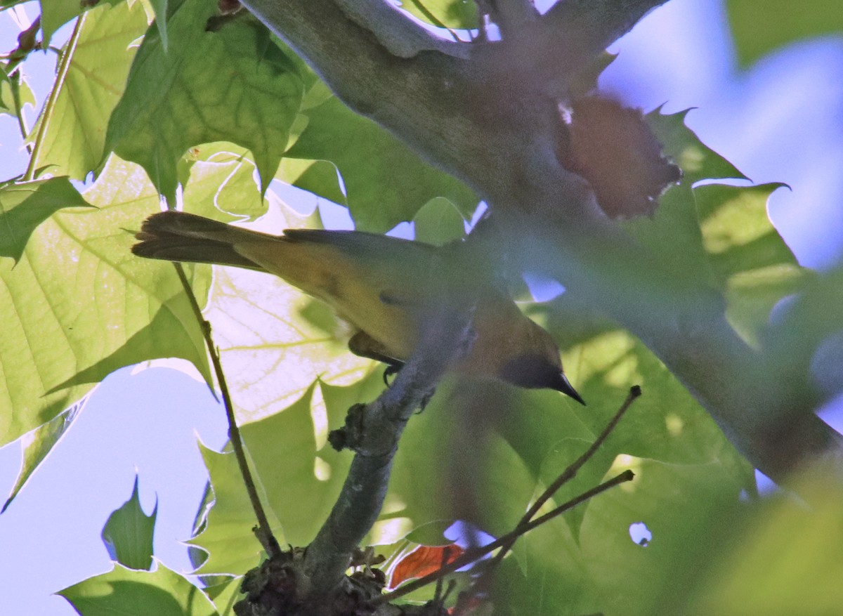 Orchard Oriole - ML619778615