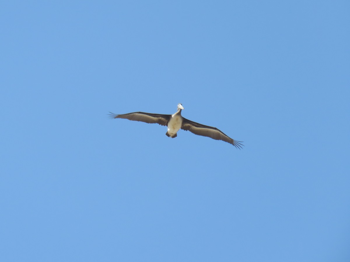 Peruvian Pelican - ML619778641