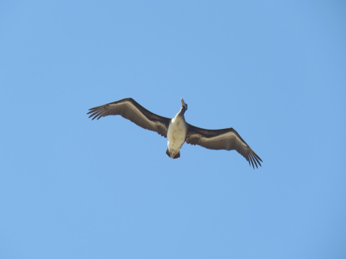 Peruvian Pelican - ML619778644