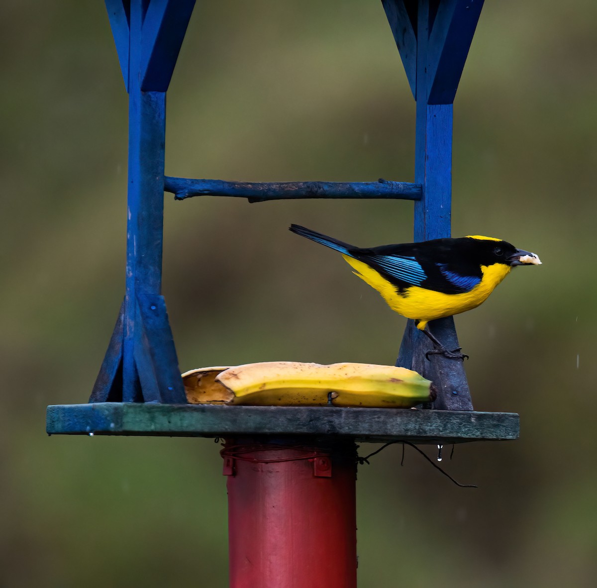 Blue-winged Mountain Tanager - ML619778672