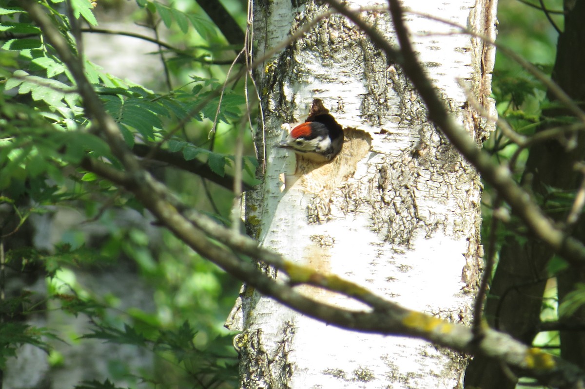 Great Spotted Woodpecker - ML619778675