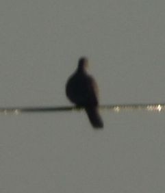 Eurasian Collared-Dove - ML619778687