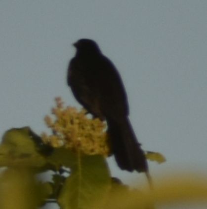 Eurasian Blackbird - ML619778690