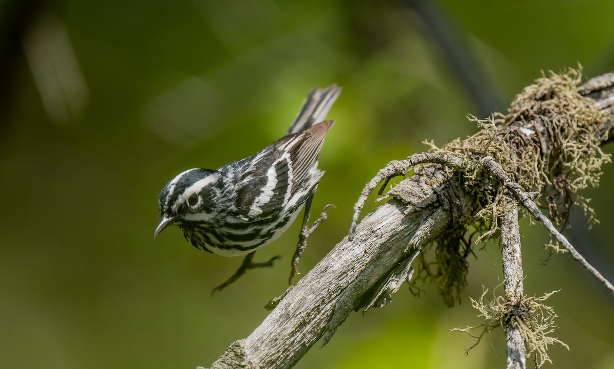 Black-and-white Warbler - ML619778753