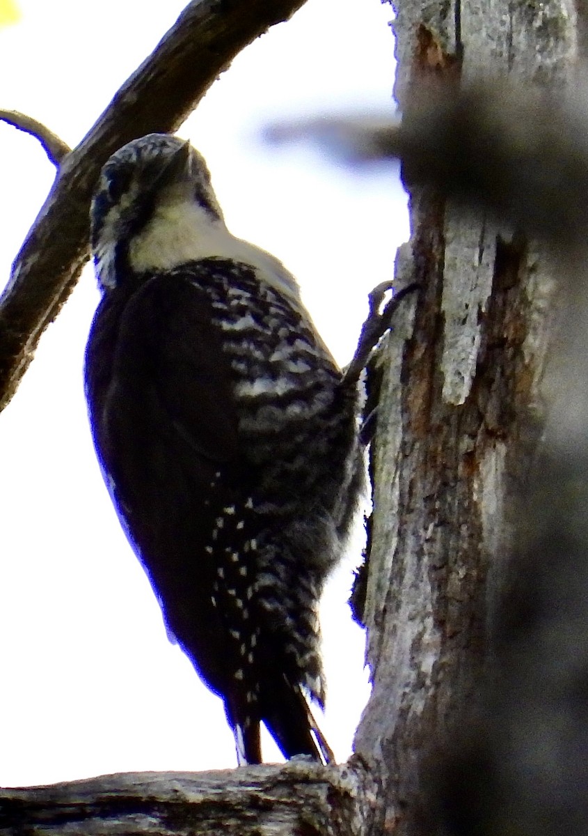 Eurasian Three-toed Woodpecker - ML619778858