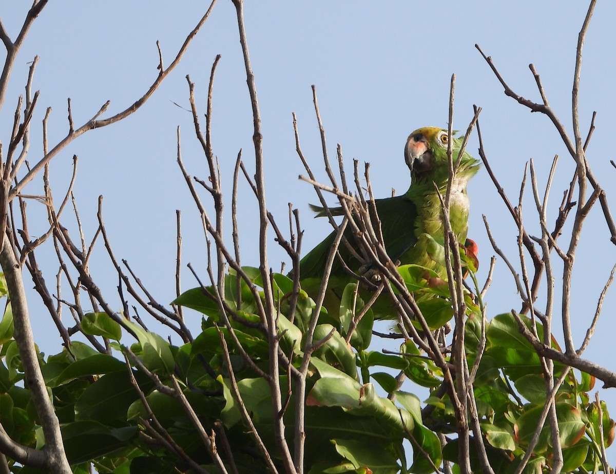 Yellow-crowned Parrot - ML619778929