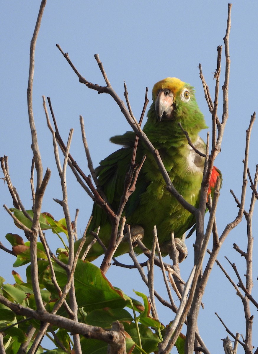Yellow-crowned Parrot - ML619778930