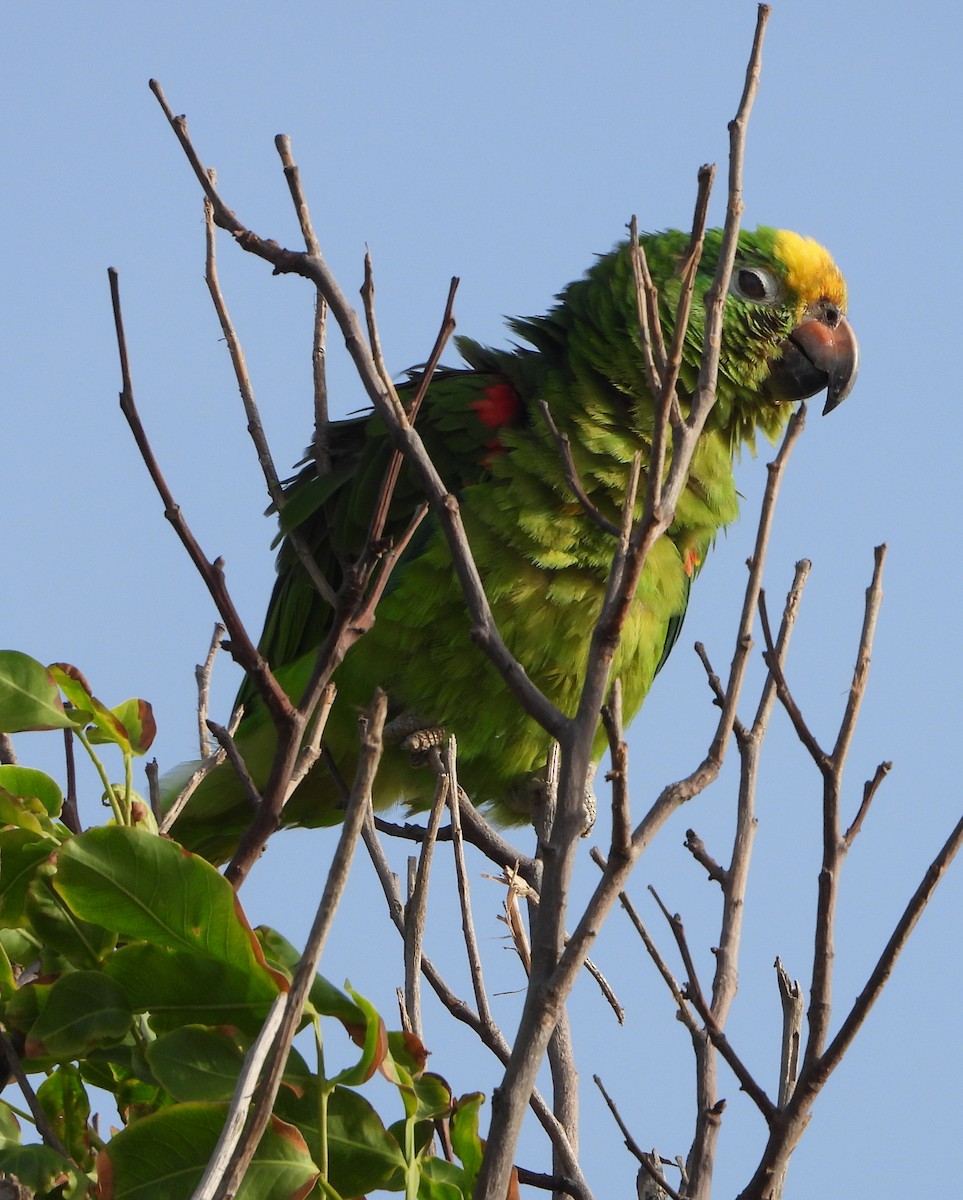 Yellow-crowned Parrot - ML619778931