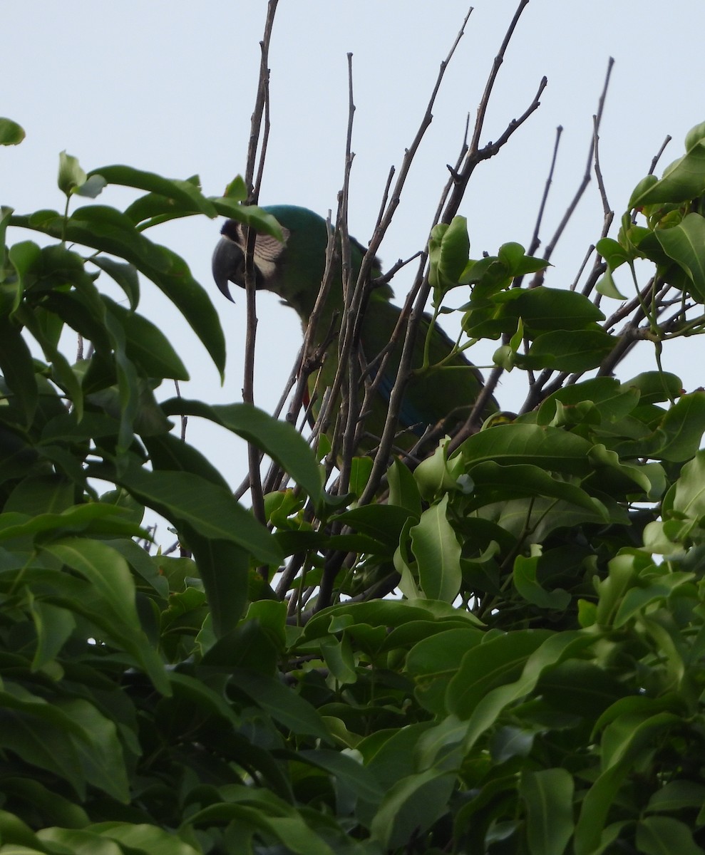Chestnut-fronted Macaw - ML619778971