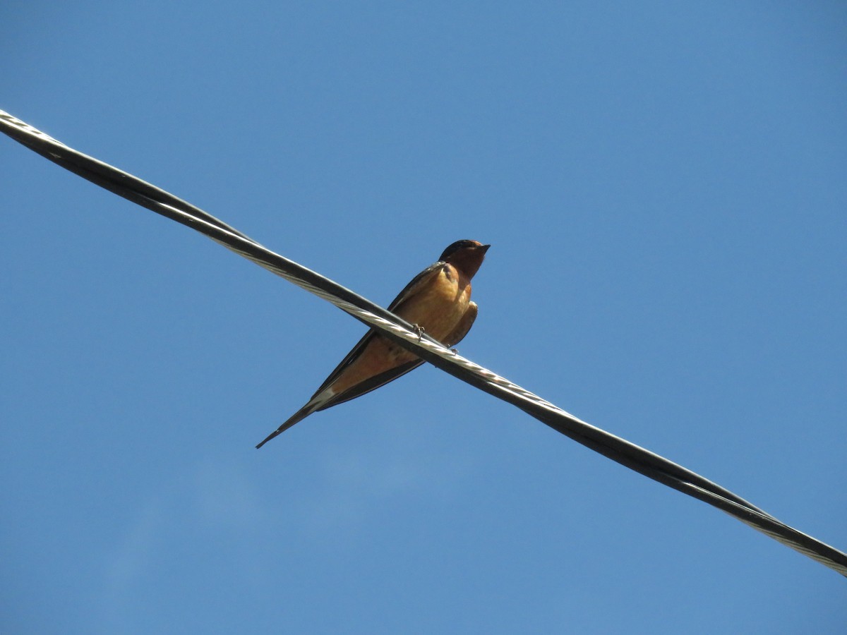 Barn Swallow - ML619778986
