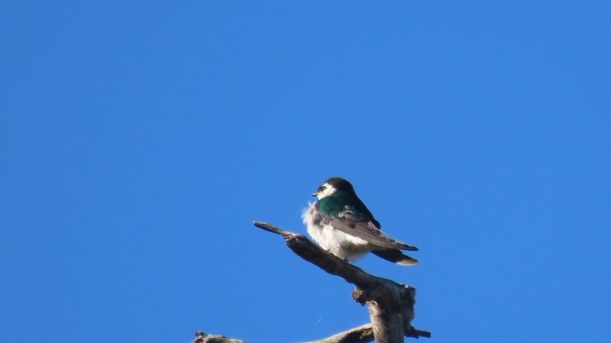 Violet-green Swallow - ML619778991